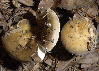 Brauner Ledertäubling (Russula integra) - © Heinz Prelicz
